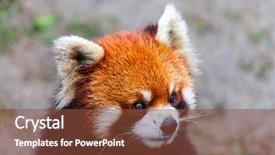  Presentation with red panda - Amazing slide deck having face the red panda backdrop and a tawny brown colored foreground