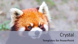  Presentation with red panda - PPT theme consisting of face the red panda background and a light gray colored foreground