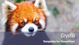  Presentation with red panda - Beautiful PPT layouts featuring face the red panda backdrop and a ocean colored foreground