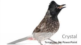  Presentation with red - Slide set enhanced with face-view-of-a-red background and a white colored foreground