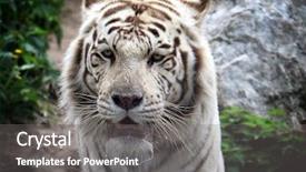  Presentation with tiger - Audience pleasing presentation consisting of face with white bengal tiger backdrop and a gray colored foreground