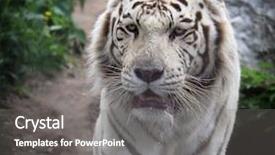 Presentation with tiger - Cool new presentation theme with face with white bengal tiger backdrop and a gray colored foreground