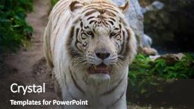  Presentation with royal bengal tiger - Presentation theme with face with white bengal tiger background and a dark gray colored foreground