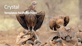 Presentation with kruger - Presentation theme having faced and white-backed vulture background and a coral colored foreground