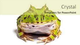  Presentation with frog - Slide deck enhanced with facing-argentine-horned-frog-ceratophrys background and a yellow colored foreground