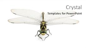  Presentation with white - Presentation theme enhanced with facing-cordulegaster-bidentata-viewed background and a cream colored foreground