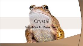  Presentation with frog - Presentation theme having facing-european-common-frog-rana background and a coral colored foreground