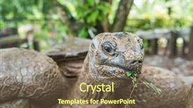  Presentation with indigenous - Slides featuring facing giants - indigenous giant tortoise in seychelles background and a tawny brown colored foreground
