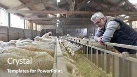  Presentation with factory farming - Amazing presentation design having factory farming - breeder in barn looking backdrop and a coral colored foreground
