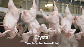  Presentation with factory farming - Colorful presentation theme enhanced with factory farming - continuous conveyor of meat backdrop and a violet colored foreground