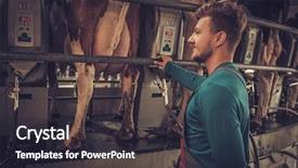  Presentation with dairy farm - PPT theme consisting of factory farming - friendly farmer milking cows background and a dark gray colored foreground