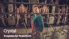  Presentation with dairy farm - Theme having factory farming - friendly farmer milking cows background and a gray colored foreground