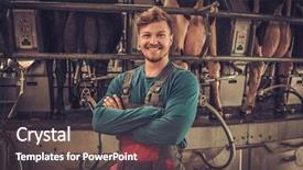  Presentation with dairy farm - PPT theme with factory farming - friendly farmer milking cows background and a tawny brown colored foreground