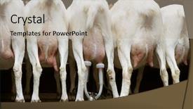  Presentation with ready - Presentation enhanced with factory farming - goats eating shot from back background and a mint green colored foreground