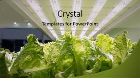  Presentation with factory farming - Beautiful slides featuring factory farming - organic hydroponic vegetable garden backdrop and a  colored foreground