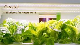 Presentation with hydroponic farm - Presentation consisting of factory farming - organic hydroponic vegetable grow background and a lemonade colored foreground