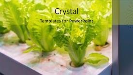  Presentation with hydroponic farm - Slides having factory farming - organic hydroponic vegetable grow background and a yellow colored foreground