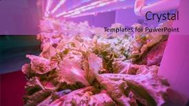  Presentation with factory farming - Colorful slide set enhanced with factory farming - organic hydroponic vegetable grow backdrop and a lilac colored foreground