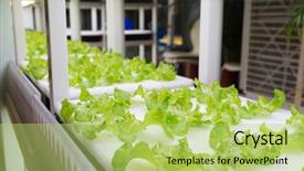  Presentation with plants - Slide deck with factory farming - plants cultivated in hydroponic system background and a yellow colored foreground