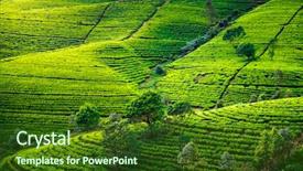  Presentation with tea plantation - PPT theme enhanced with eye macro detail yorkshire terrier background and a tawny brown colored foreground.