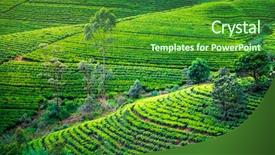  Presentation with tea plantation - Slide set consisting of factory farming - tea plantation in with trees background and a forest green colored foreground