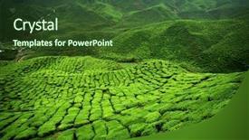  Presentation with tea plantation - Slides with factory farming - verdant tea plantation background and a tawny brown colored foreground