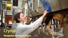  Presentation with factory farming - Cool new PPT theme with factory farming - young woman in white robe backdrop and a tawny brown colored foreground