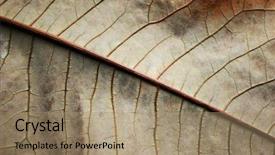  Presentation with brown - Audience pleasing slides consisting of facture - macro of a brown feaf backdrop and a coral colored foreground
