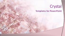  Presentation with bloom - Audience pleasing PPT layouts consisting of japanese cherry in full bloom backdrop and a pink colored foreground