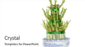  Presentation with fortune tellers - Colorful presentation theme enhanced with fairy bamboo--symbol of fortune backdrop and a  colored foreground