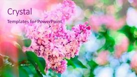  Presentation with lilac flower - Presentation theme enhanced with fairy garden - close-up pink lilac flower background and a  colored foreground