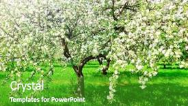  Presentation with apple trees are blooming pink - Beautiful PPT theme featuring fairy garden - vivid blooming apple trees backdrop and a shamrock green colored foreground