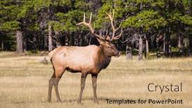  Presentation with forest fairy - Cool new slides with fairy-tale deer antlered on the edge of pine forest autumn day in the rocky mountains of canada backdrop and a coral colored foreground