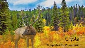  Presentation with forest fairy - Audience pleasing presentation theme consisting of fairy-tale deer antlered on the edge of pine forest the lush colorful golden autumn in the rocky mountains of canada backdrop and a gold colored foreground