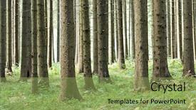  Presentation with forest fairy - Audience pleasing PPT theme consisting of fairy tale fir tree forest backdrop and a yellow colored foreground