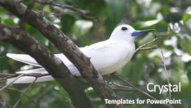  Presentation with religion islam holy quran - Colorful presentation enhanced with fairy tern or holy ghost backdrop and a dark gray colored foreground