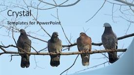  Presentation with pigeon pea - Theme with faith dove - four pigeon sitting background and a light blue colored foreground