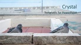  Presentation with venice - PPT layouts with faith dove - pigeon on window in venice background and a sky blue colored foreground