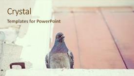  Presentation with pigeon pea diseases - Cool new PPT theme with faith dove - pigeon on window in venice backdrop and a cream colored foreground