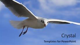  Presentation with soaring - Presentation featuring faith dove - white bird soaring background and a light blue colored foreground