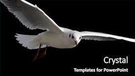  Presentation with soaring - PPT theme with faith dove - white bird soaring background and a black colored foreground