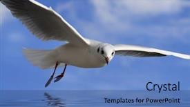  Presentation with blue sky - Slides consisting of faith dove - white bird soaring background and a teal colored foreground