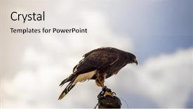  Presentation with spain - Colorful slide set enhanced with falcon climbed to the tip backdrop and a sky blue colored foreground