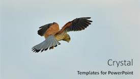  Presentation with natural - Presentation design consisting of falcon-flying-in-natural-habitat background and a lemonade colored foreground
