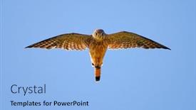  Presentation with natural - Slide deck featuring falcon-flying-in-natural-habitat background and a light blue colored foreground
