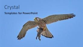  Presentation with natural - Cool new PPT layouts with falcon-flying-in-natural-habitat backdrop and a light blue colored foreground
