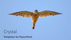 Presentation with flying - Cool new slide deck with falcon-flying-in-natural-habitat backdrop and a light blue colored foreground