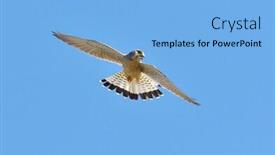  Presentation with natural - Theme with falcon in natural habitat falco tinunculus background and a light blue colored foreground