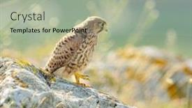  Presentation with natural - Amazing theme having falcon-in-natural-habitat-falco backdrop and a mint green colored foreground