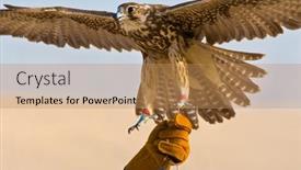  Presentation with middle east - Slide set featuring falconer-wearing-falconry-glove-holding background and a coral colored foreground